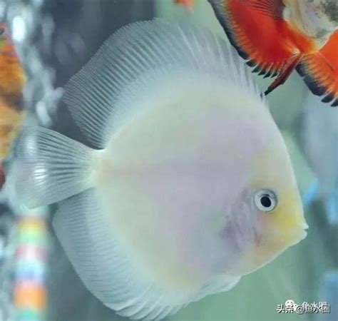 七仙魚|[慈鯛科]七彩神仙魚 